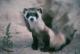 FERRET's Avatar